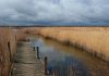 Six of the UK’s best guided nature walks for families