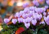 Colourful plants that thrive in cold weather