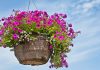 A beautiful hanging basket – and six other signs you’ve mastered adulthood