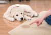 Pet Odor Removal Service: Creating a Fresh and Odor-Free Home