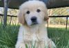 Elevating Golden Retriever Breeding in Melbourne